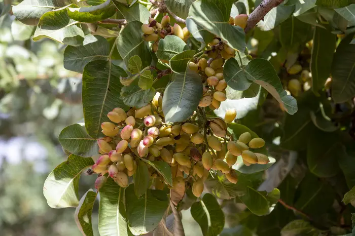 Close-up of pistachio nut clusters ripening on the branch