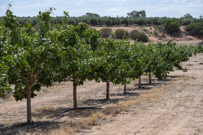 Younger pistachio rows with the river cliff country in the background
