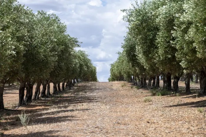 Avenue between rows of mature table olive trees