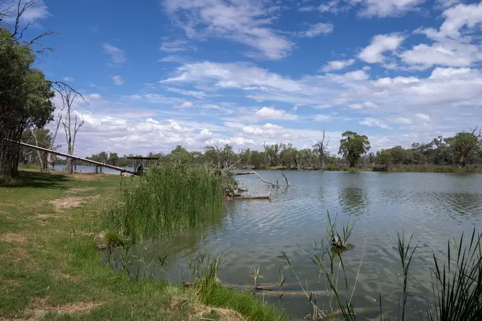Calm stretch of the River Murray with reeds and gum trees along the bank