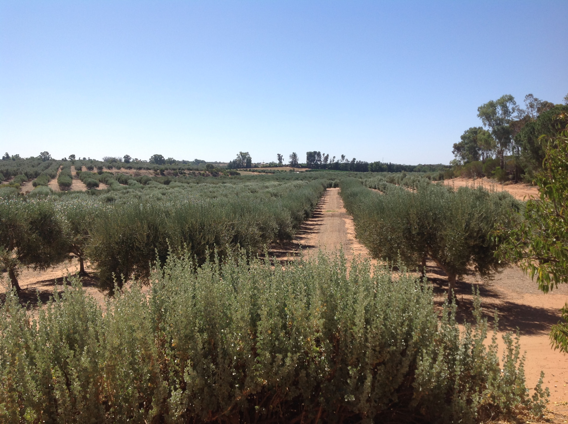 Wide view of the established table olive grove with a central access row running through the orchard