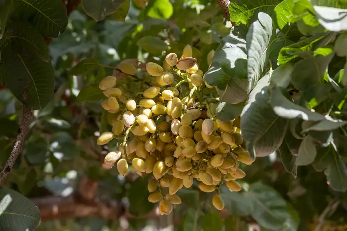 Close-up of pistachio nuts and foliage in the orchard canopy