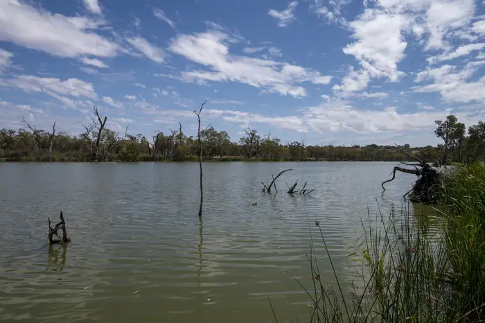 Wide River Murray water view with fallen timber and distant treeline
