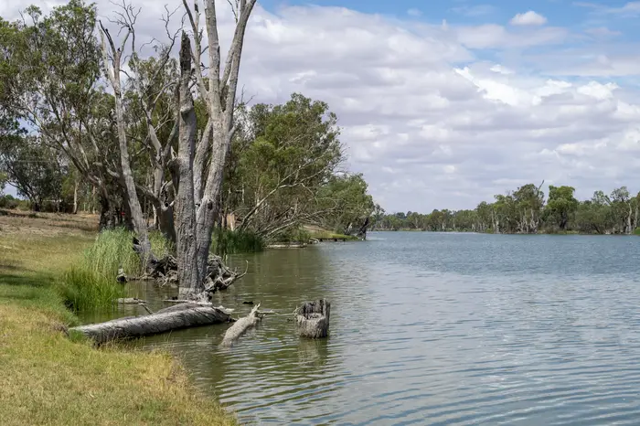 River Murray bank with mature gum trees and open water