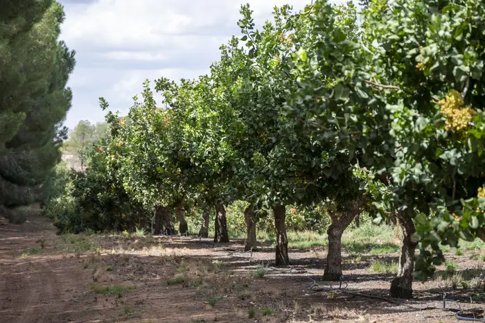 Pistachio trees in row with developing nut clusters in the canopy