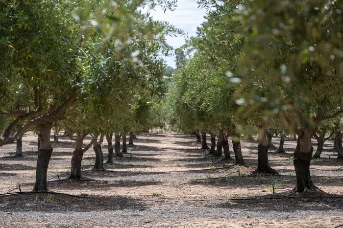 Rows of mature table olive trees in the orchard