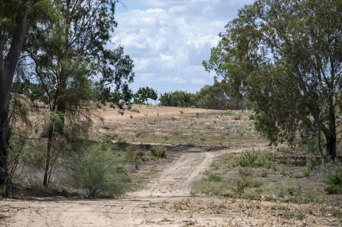 Sandy access track running through native scrub down toward the riverbank