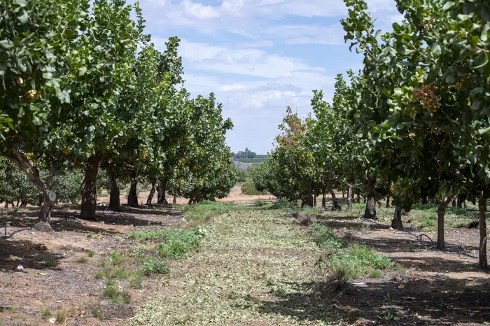 Rows of established pistachio trees with drip line along the tree row
