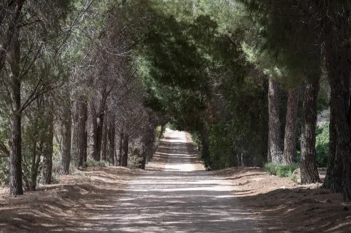 Shaded dirt track lined with mature pine shelter trees