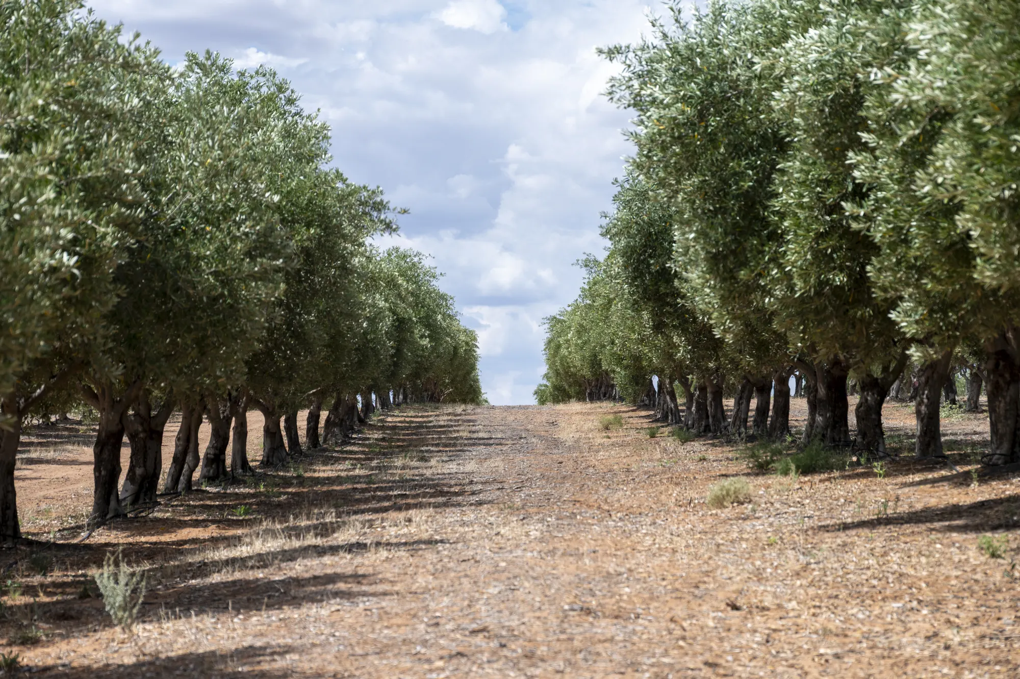 Avenue between rows of mature table olive trees