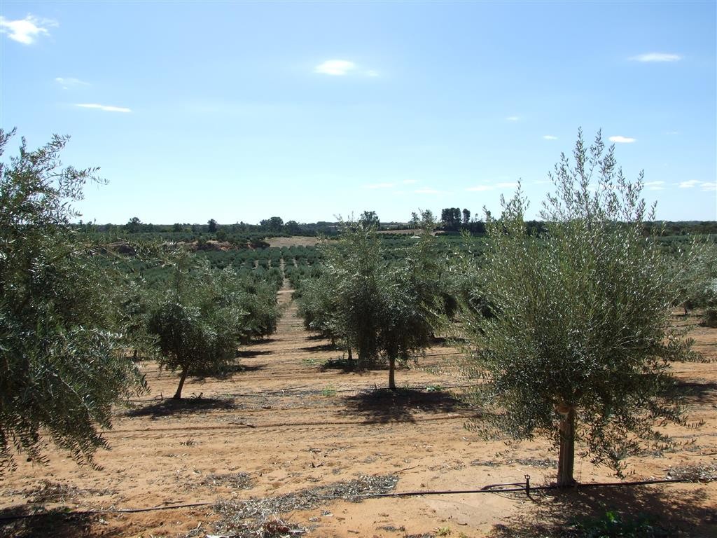 Looking down the rows of productive table olive trees in the orchard