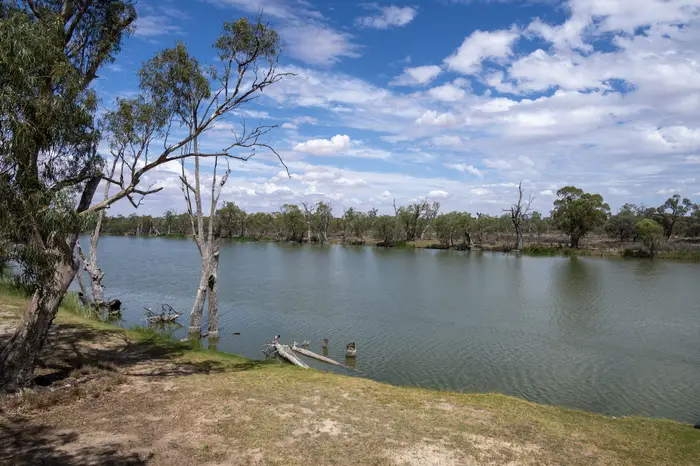 River Murray reach lined with river red gums under a summer sky