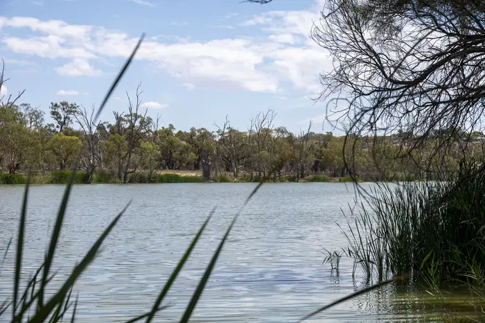 Reeds in the foreground of a quiet River Murray reach