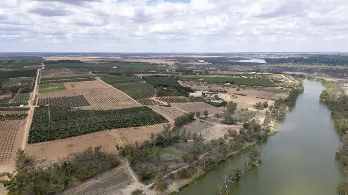 Aerial view of planted rows and cleared ground beside the River Murray