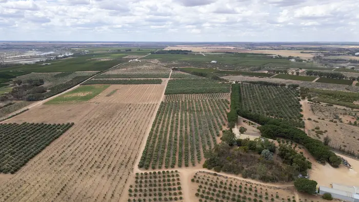 Aerial patchwork of irrigated orchard and vine blocks on the Taylorville plain